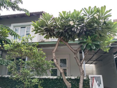 Chính chủ cần cho thuê nhà ở phường long bình tân   biên hòa   đồng nai. 0