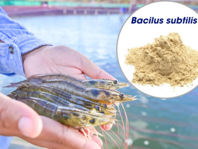 Bán men vi sinh Bacillus subtilis cân bằng hệ tiêu hóa, giảm các bệnh đường ruột cho thủy hải sản 0