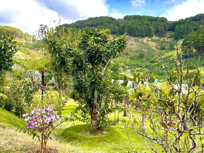 Bán 2000m2 đất Tà Nung TP Đà Lạt, có sân vườn nhiều loại trái cây 12Tỉ, LH 0888-113-882 5