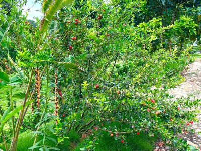 Bán 2000m2 đất Tà Nung TP Đà Lạt, có sân vườn nhiều loại trái cây 12Tỉ, LH 0888-113-882 6