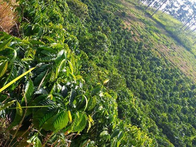 Đất chính chủ - giá tốt - vị trí đẹp tại xã phi liêng, huyện đam rông, lâm đồng 0