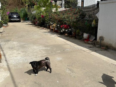 Bán đất biệt thự vạn thành phường 5 đà lạt 205m2 3