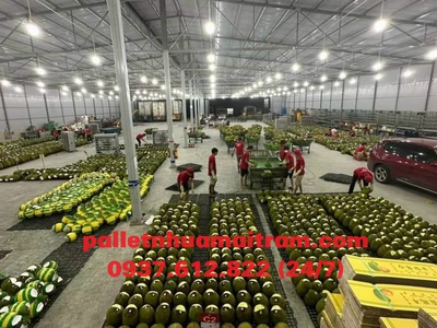 Vì sao nên mua pallet nhựa Kon Tum thay vì thuê 4