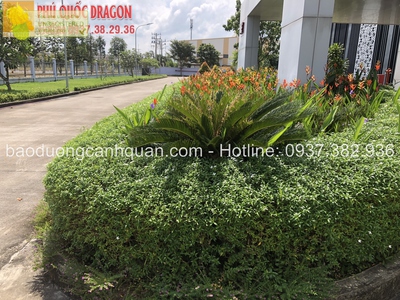 Chăm sóc bảo dưỡng cây xanh theo yêu cầu ở Đồng Nai, HCM 0