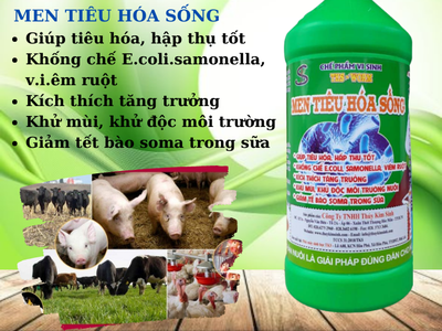 MEN TIÊU HÓA SỐNG : Tăng Cường Hấp Thu, Tăng Sức Đề Kháng, Ăn Nhiều, Nhanh Lớn Cho Lợn Gà Vịt- Chai 3