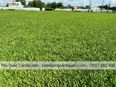 Bán C.ỏ lá gừng, c.ỏ trồng thảm sân vườn ở HCM, Đồng Nai, BRVT 0