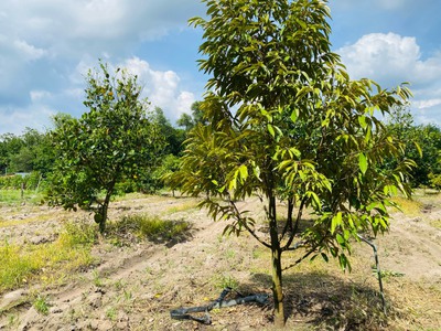 Bán vườn sầu riêng trên đất hơn 500m2 ở Bình Phước giá ngộp chỉ 285 triệu 0