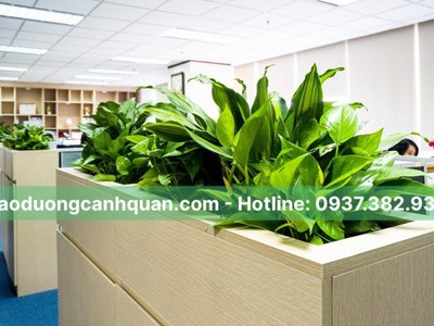Cung cấp, cho thuê cây xanh văn phòng ở TP.HCM, Đồng Nai, BR-VT 1