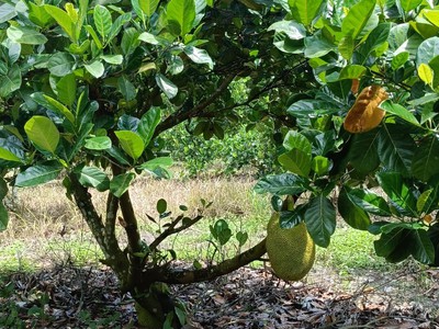 Chính chủ bán gấp đất trồng cây ăn trái 500 m32 giá 250 triệu 2