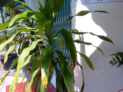 Cần sang quán 2 mặt tiền, gấp và gấp, 6tr/1 tháng, cọc 1 tháng dĩ an bình dương. 3