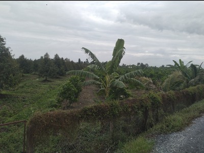 Chính chủ bán đất tại huyện tháp mười, tỉnh đồng tháp 1