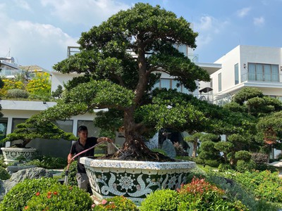 Cơ sở chậu hoa Thế Sơn - chậu hoa dán sành sứ - chậu khảm sành - cẩn miễng afaf gs 9