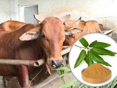 Cao Khô Lá Xoài dùng cho vật nuôi gia súc, gia cầm 0