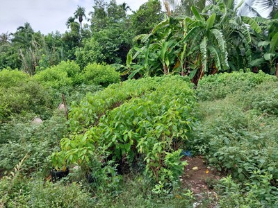 Chính chủ cần bán nhanh nền vị trí đẹp tại phường long hòa, bình thủy, cần thơ 2