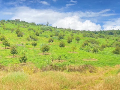 Bán 2,2 ha toàn bộ sầu riêng hiệp thuận ninh gia đức trọng 4