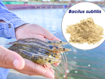 Cung cấp Men vi sinh Bacillus subtilis lợi khuẩn hỗ trợ tiêu hóa, xử lý môi trường 0
