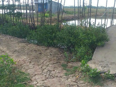 Chính chủ cần bán lô đất gồm 3 sổ liền kề thành phố cà mau, tỉnh cà mau 2