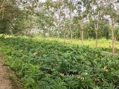 Đất vườn sinh thái Xã Phú Hòa Đông, Củ Chi, Diện tích 5000m , Giá 8.5 Tỷ 1