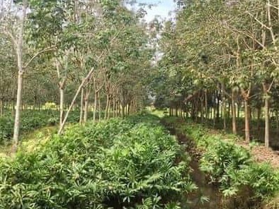 Đất vườn sinh thái Xã Phú Hòa Đông, Củ Chi, Diện tích 5000m , Giá 8.5 Tỷ 2