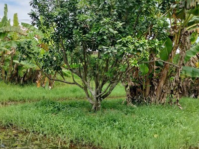 Đất chính chủ - vị trí đẹp tại ấp mỹ hưng 2, xã mỹ hòa, khu công nghiệp bình minh, vĩnh long 3
