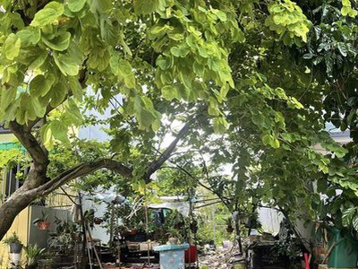 BÁN LÔ B 3-5 Khu Rẻ Quạt,P.Yết Kiêu. DT:90m2,MT:6m.H:TÂY BẮC 0