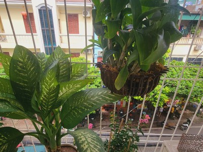 Bán nhanh tt quỳnh mai, hbt lô góc hai thoáng, ô tô đỗ tặng full nội thất 49/70m2 2.98 tỷ 4