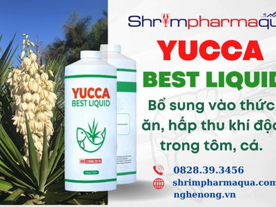 YUCCA BEST LIQUID : Yucca bổ sung vào thức ăn giúp Hấp thu khí độc, cấp cứu tôm cá nổi đầu 1