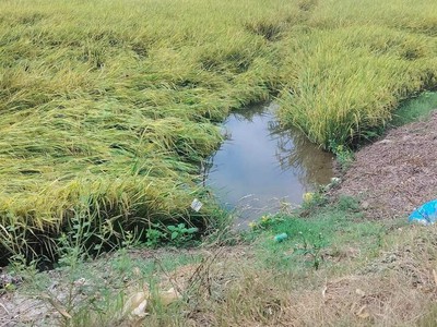 Đất đẹp  - giá tốt - chính chủ bán gấp 45 công đất ruộng tại châu thành, an giang 4