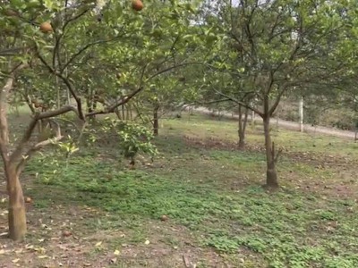 Bán đất   nhà vườn   ao cá 12000m2 xã chiêu yên, yên sơn, tuyên quang. 4