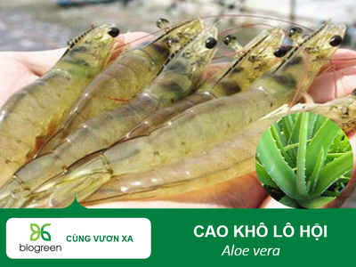 Bán cao khô Nha đam kháng khuẩn, ngừa nấm cho tôm 0