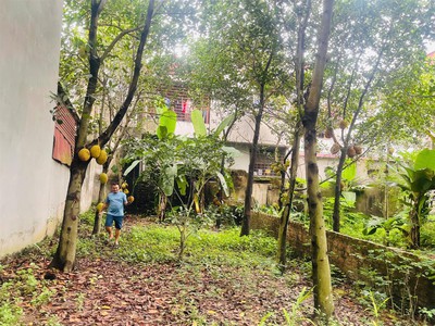 Chính chủ cho thuê đất làm kho xưởng tại gốc đề thôn trung giá cực mềm 3