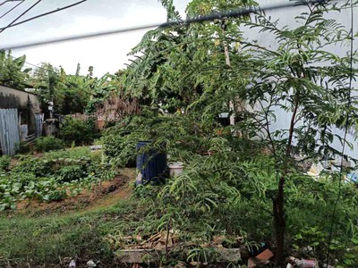 Bán đất thổ cư hẻm xe hơi 159m2 5 31.5m chỉ hơn 30tr.m2 tl 43 bình chiểu thủ đức giá đầu tư 2