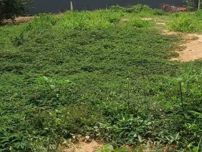 Bán 125m2 đất chợ Mỹ Hạnh Nam, Đức Hòa, Long  An 0