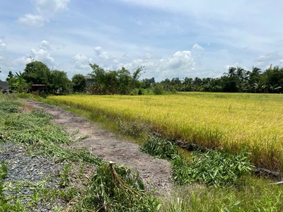 Chính chủ cần bán lô đất lúa ở xã hòa khánh tây   huyện đức hòa   long an. 2
