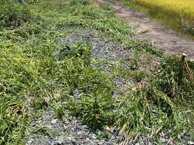 Chính chủ cần bán lô đất lúa ở xã hòa khánh tây   huyện đức hòa   long an. 1