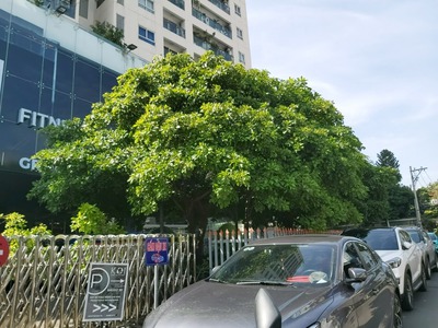 Bán nhà Gò Vấp, Phạm Văn Đồng, hẻm xe hơi, ngay chung cư Sunny, gần 80M , 4Pn, 6.98 Tỷ TL mạnh 1