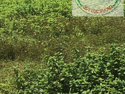 Bán đất diện tích 117.160m2 tại khu công nghệ cao xã xuân đường, huyện Cẩm Mỹ, Đồng Nai . 0