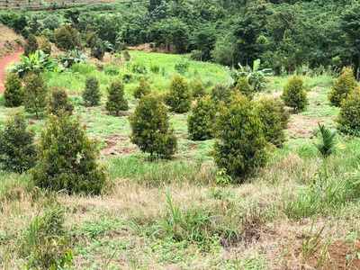Bán đất thôn 8 , xã trường xuân, huyện đak song , tỉnh đak nông 0