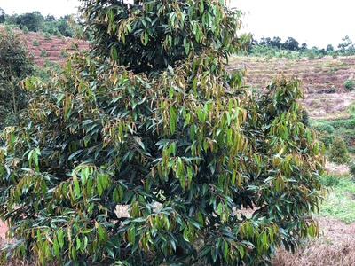 Bán đất thôn 8 , xã trường xuân, huyện đak song , tỉnh đak nông 1