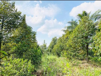 Đất chính chủ - giá tốt - vị trí đẹp tại ấp trường hoà, xã trường long a, huyện châu thành a, hậu 0