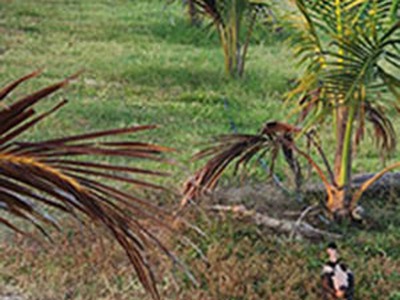 Cần tiền cho con đi học bán nhà vườn và đất 2500m2 huyện sông hinh, phú yên 3