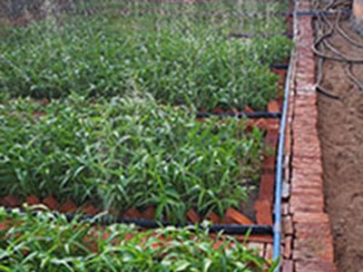 Cần tiền cho con đi học bán nhà vườn và đất 2500m2 huyện sông hinh, phú yên 2