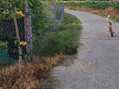 Cần tiền cho con đi học bán nhà vườn và đất 2500m2 huyện sông hinh, phú yên 0