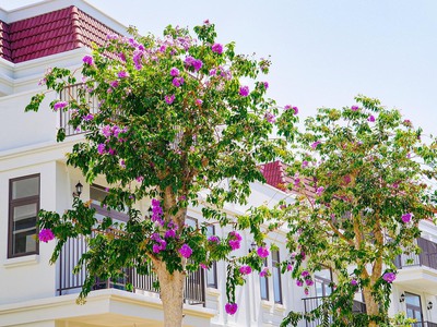 Biệt thự song lập la vida vũng tàu lỗ 900 triệu. giá chỉ bán trong tháng 6 0