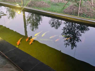 Chính chủ cần sang nhượng trang trại, khu nghỉ dưỡng, làm kho xưởng tại thị trấn phú minh, huyện 4