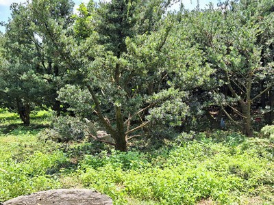 Do cần tiền tôi bán gấp 1066m2 đất khu dân cư hiện hữu 3