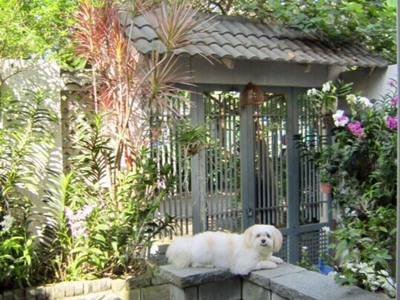 Cho thuê biệt thự đẹp phường an phú khu dân cư an ninh giá chỉ 70tr 0