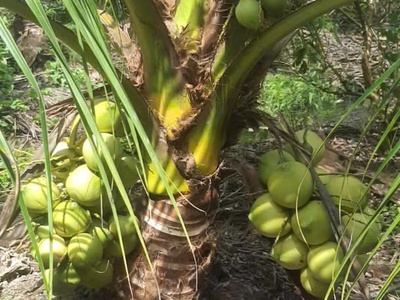 Bán 21,4 x 125   2500m2 đất xã bình đức - huyện bến lức - tỉnh long an 1