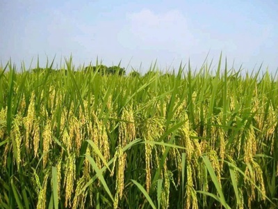 Chính chủ cần bán đất ruộng ở tân thành a - tân hồng  - tỉnh đồng tháp. 1