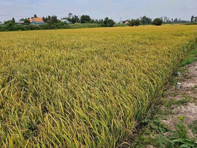 Chính chủ cần bán đất ruộng ở tân thành a - tân hồng  - tỉnh đồng tháp. 0